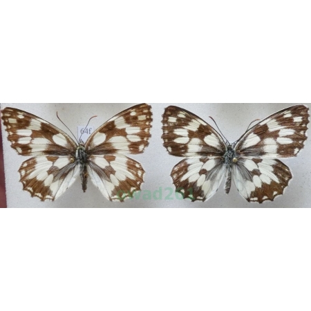 Melanargia galathea (Linnaeus, 1758) pair Polowiec szachownica Czech64f